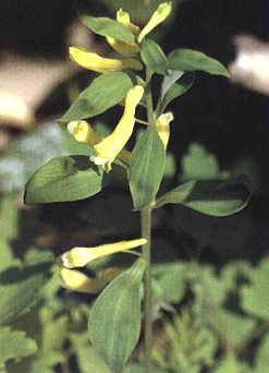 �S�������،�