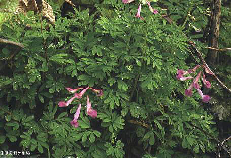 ��������Ұ������