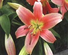 ���S�_���_��(��Visaversa��)