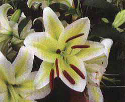 �����տ옷��(��Happy Birthday��)