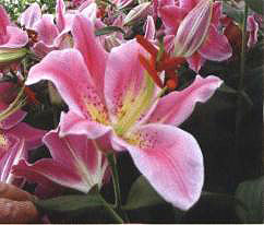 �����ء�(��Corte��)