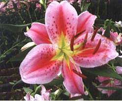 �������ᡯ(��Cassini��)