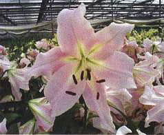 ��÷��¡�(��Maywood��)