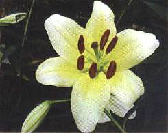 ����ɫ���С�(��Gold city��)