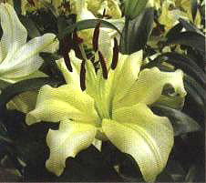 ������������(��Palmira��)