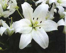 ���ᬔ����(��Timaru��)