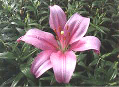 ��ݩ�j��(��Birgi��)