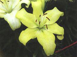 �����š�(��Freya��)