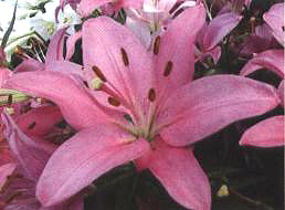 �����m��¡��(��Pirandello��)