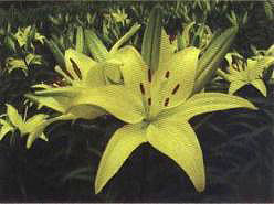   ��̫�С���`��(��Sun pixie��)