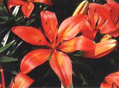 ����ꇡ�(��Matrix��)