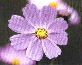 �����Ĳű����ܡ�����˹��