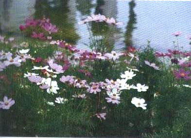 �����Ĳű����ܡ�����˹��