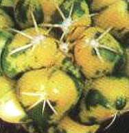 �������\