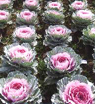 ������11̖-1��(��Dong Chun No��11-1��)