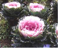 ������10̖-1��(��Dong Chun No��10-1��)