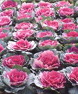 ������18̖-2��(��Dong Chun No��18-2��)