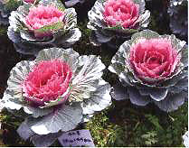 ������18̖-3��(��Dong Chun No��18-3��)