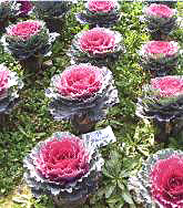 ������18̖-1��(��Dong Chun No��18-1��)