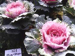 ������11̖-2��(��Dong Chun No��11-2��)