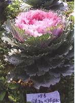 ������11̖-3��(��Dong Chun No��11-3��)