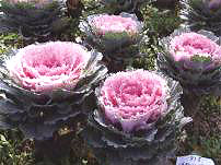 ������11̖-4��(��Dong Chun No��11-4��)