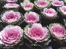 ������11̖-5��(��Dong Chun No��11-5��)