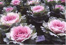 ������11̖-6��(��Dong Chun No��11-6��)