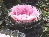 ������10̖-2��(��Dong Chun No��10-2��)