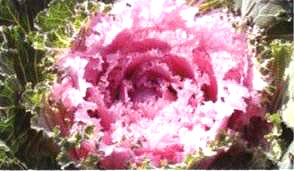 ������21̖-1��(��Dong Chun No��21-1��)