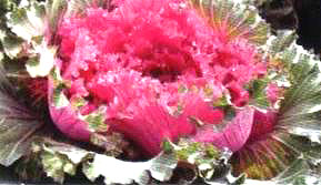 ������22̖��(��Dong Chun No��22��)