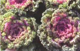 ������20̖��(��Dong Chun No��20��)