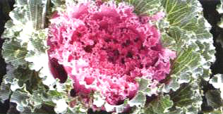 ������14̖��(��Dong Chun No��14��)