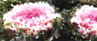 ������14̖-1��(��Dong Chun No��14-1��)