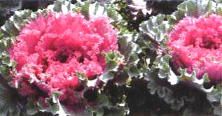 ������23̖-1��(��Dong Chun No��23-1��)