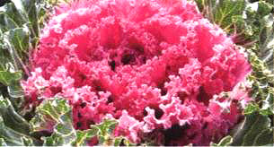 ������23̖-2��(��Dong Chun No��23-2��)