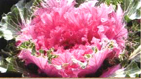 ������23̖-4��(��Dong Chun No��23-4��)