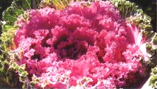 ������5̖��(��Dong Chun No��5��)