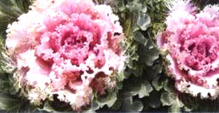 ������6̖��(��Dong Chun No��6��)