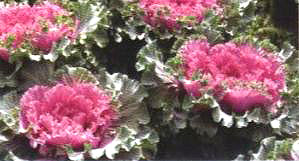 ������23̖-3��(��Dong Chun No��23-3��)