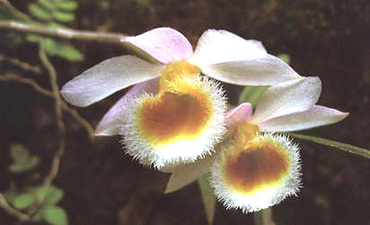 ����ʯ��