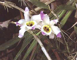 �����ʯ��