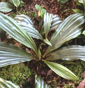 �y���r���mֲ��