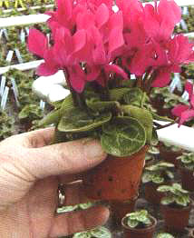 �ɿ́�(l��i)