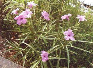 ���J��ĸ��ԷN(��)�Ͱ��ԷN(��)