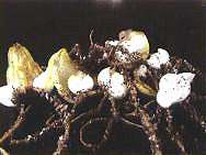 �[Ƭ����С����