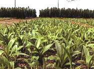 ���紲ֱ������