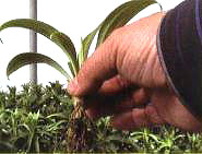 ��ֲ�r(sh��)�Ę�(bi��o)��(zh��n)