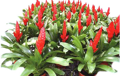 �t�������P��