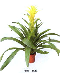 ���S�ǡ��P��